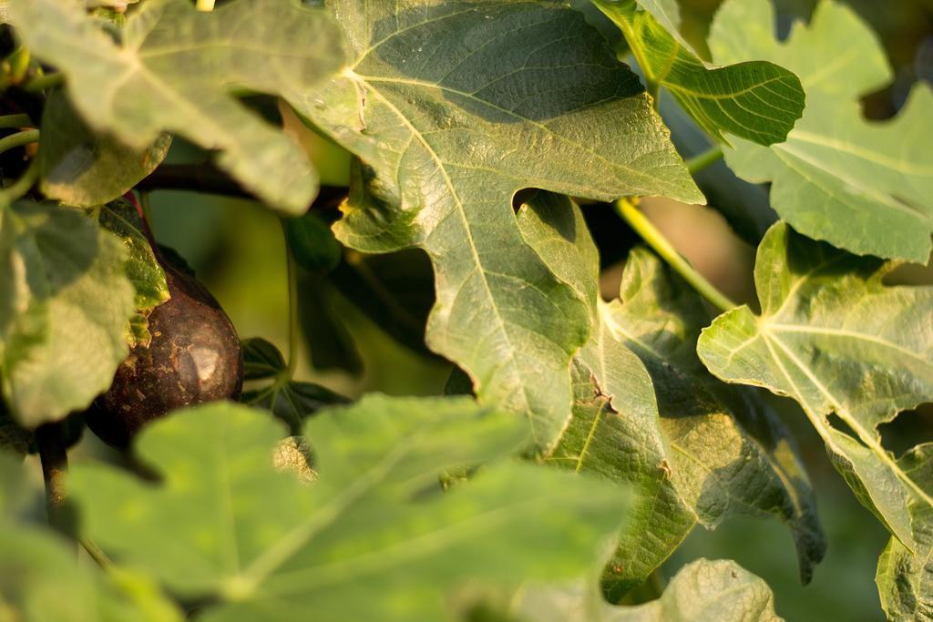 מילאצו Agriturismo Il Gelsomino Ritrovato מראה חיצוני תמונה