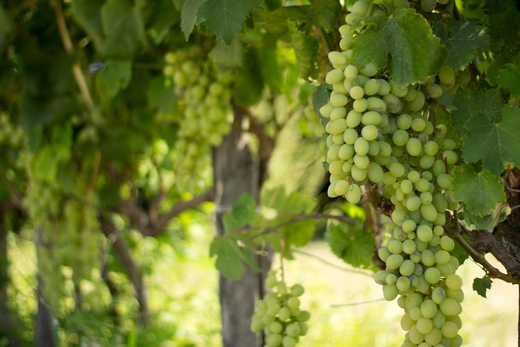 מילאצו Agriturismo Il Gelsomino Ritrovato מראה חיצוני תמונה