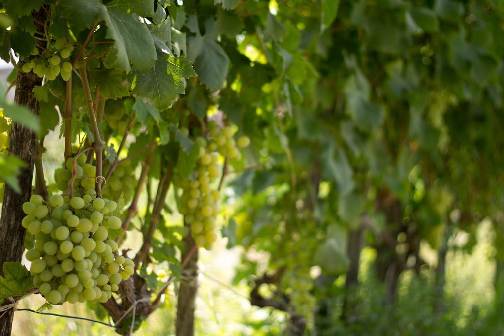 מילאצו Agriturismo Il Gelsomino Ritrovato מראה חיצוני תמונה